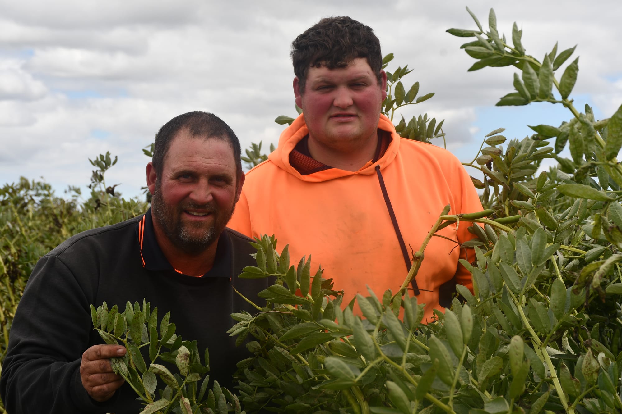 Rain delays Hills harvest, fears for crop quality