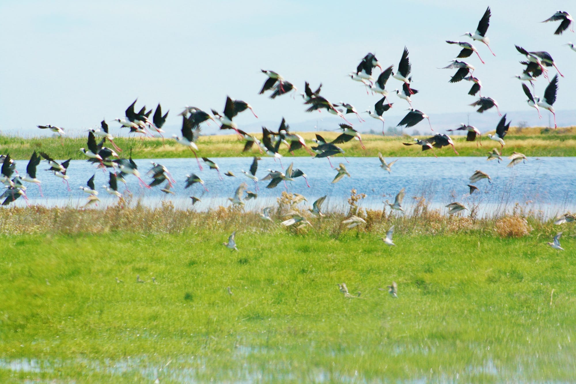 Duck season to open amid Government review