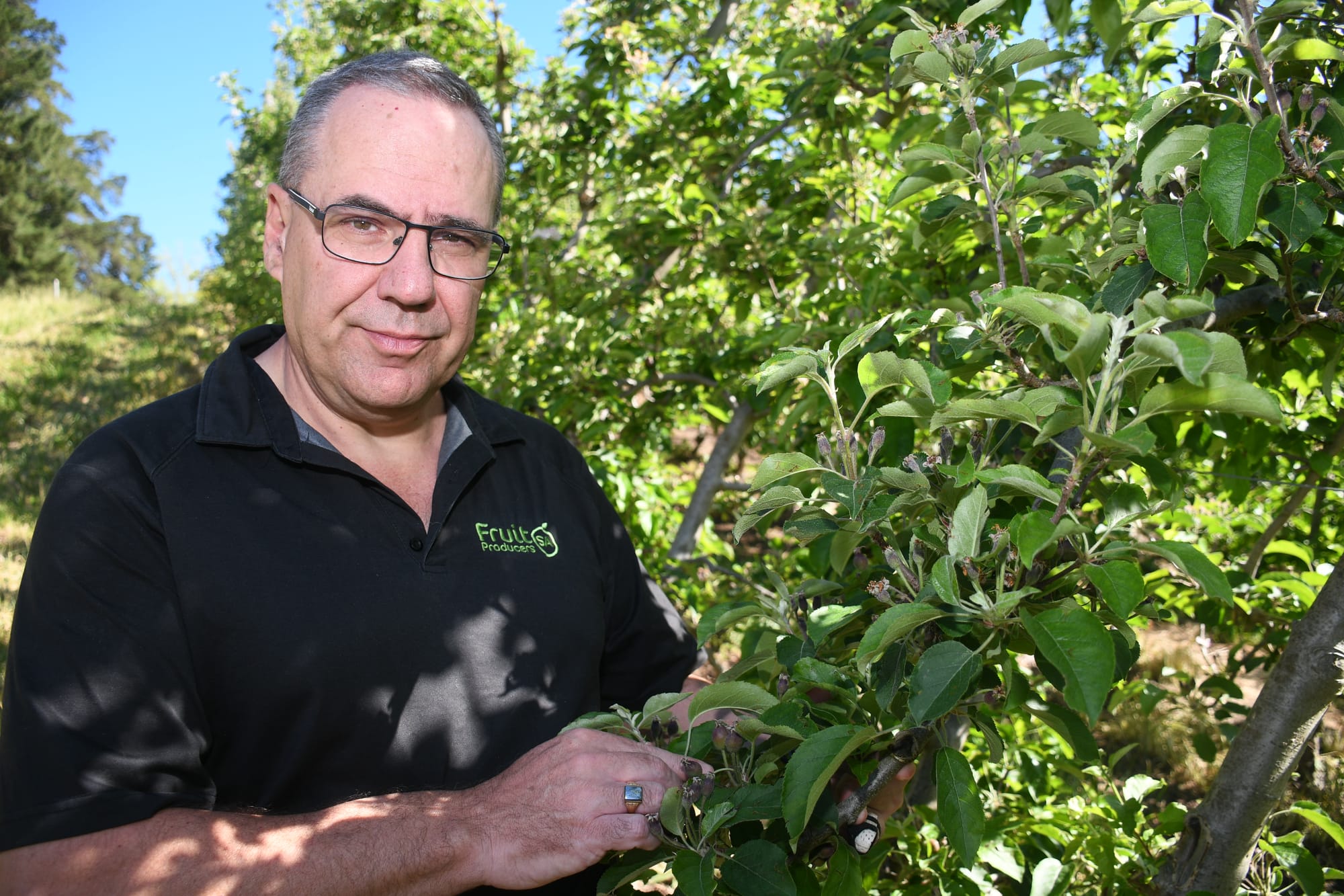 Hills fruit growers battle rain, hail