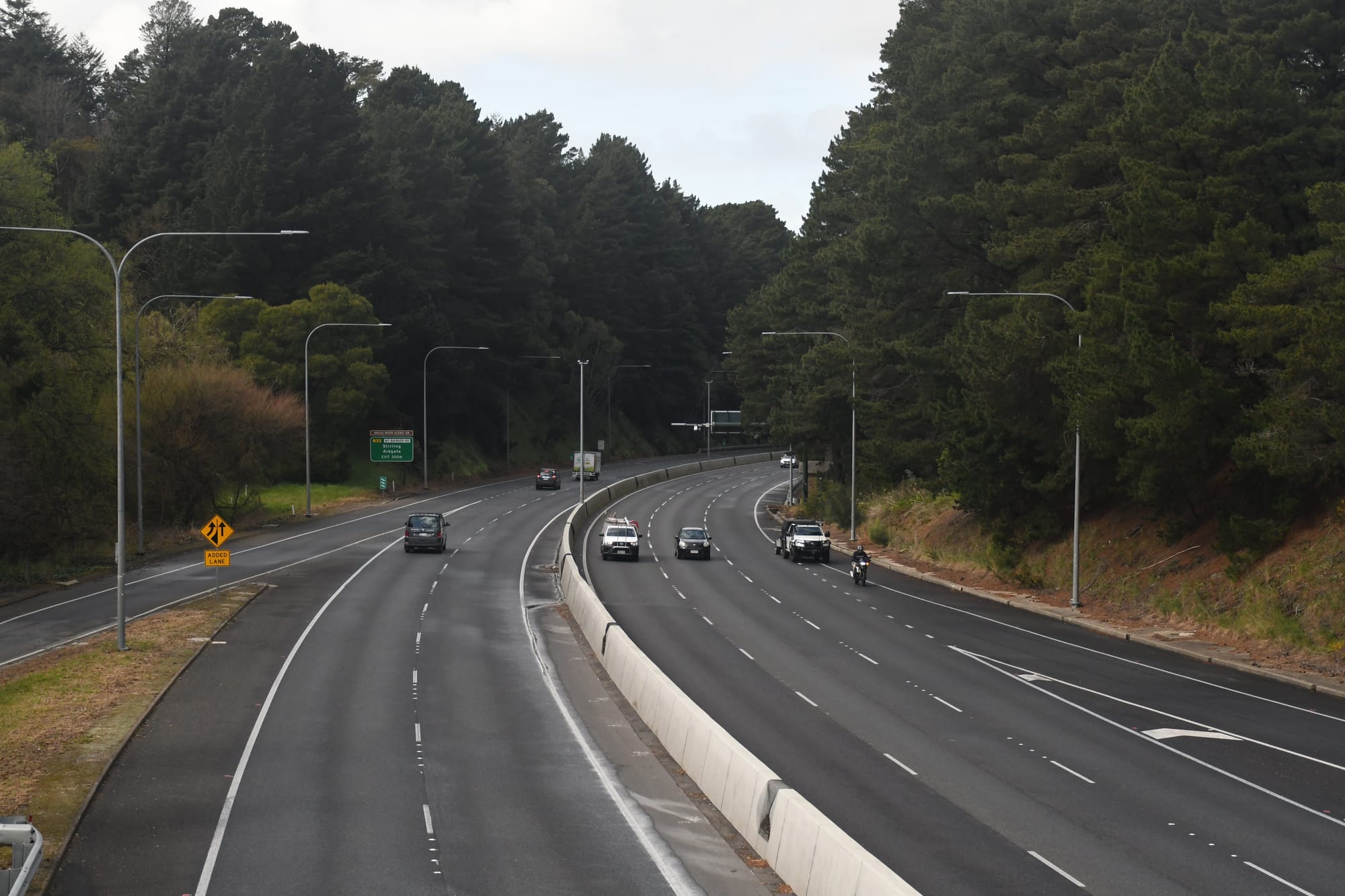 CFS dismisses pine tree fears