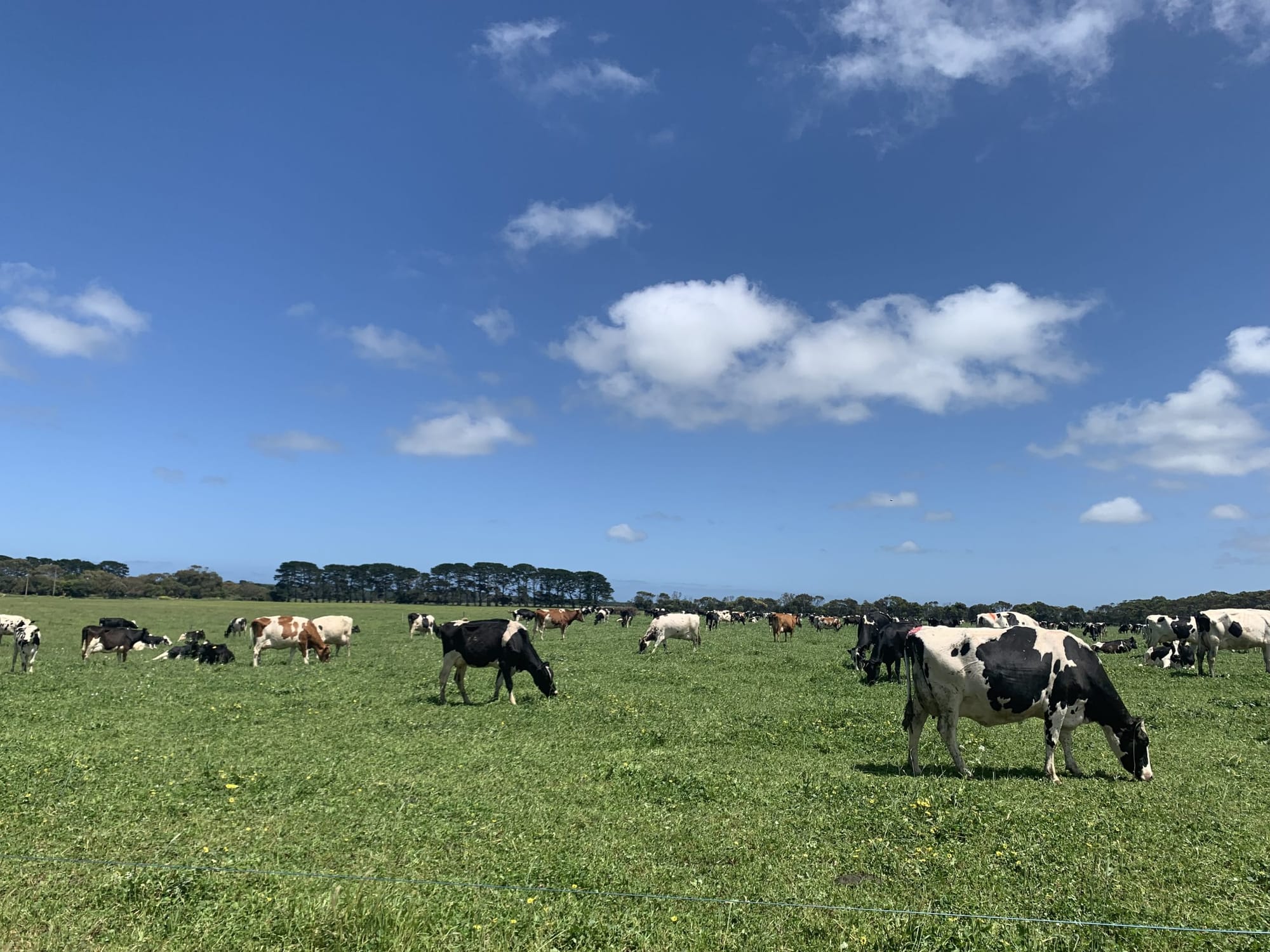 Local producers welcome organic reforms
