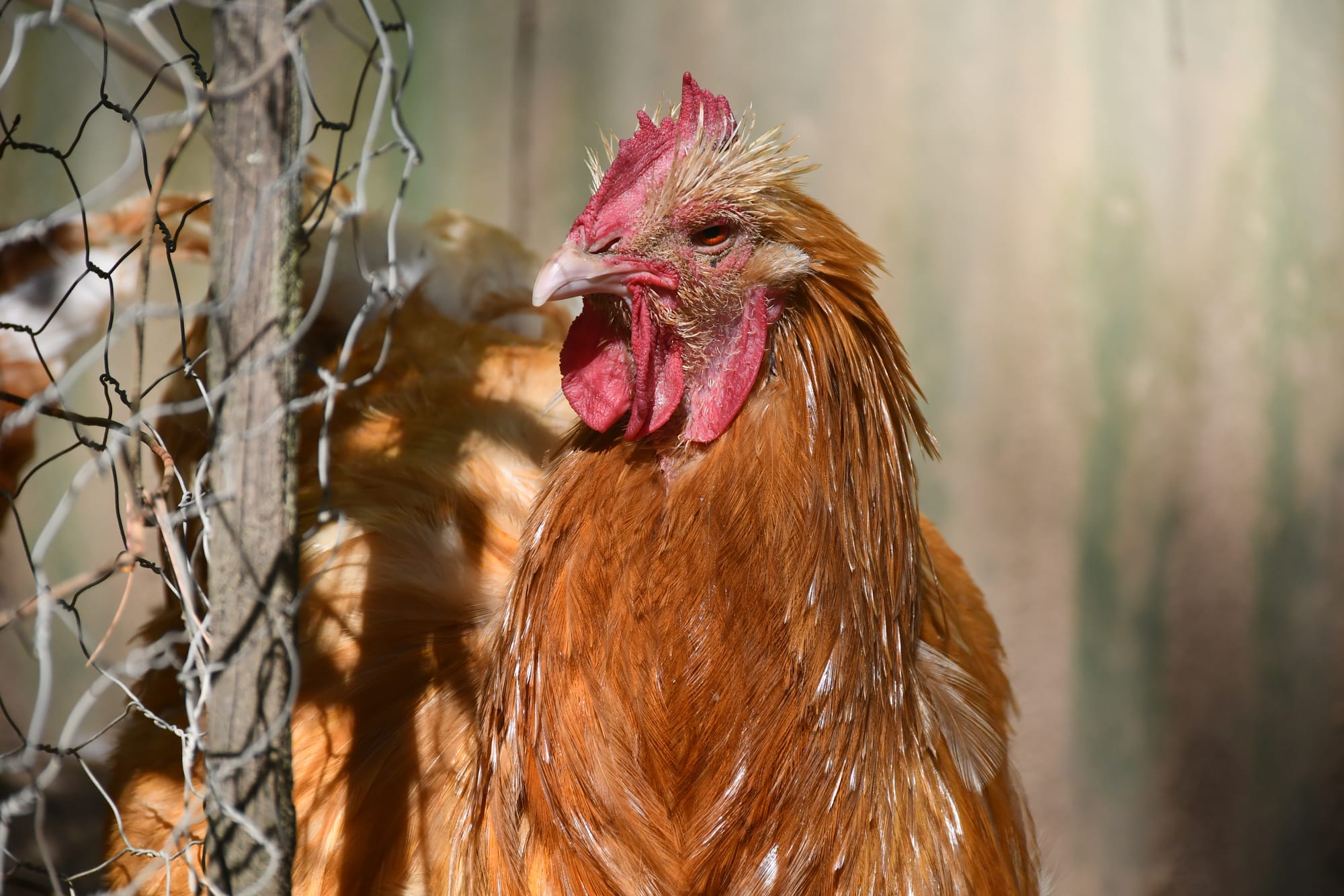 Rooster ban ruffles feathers