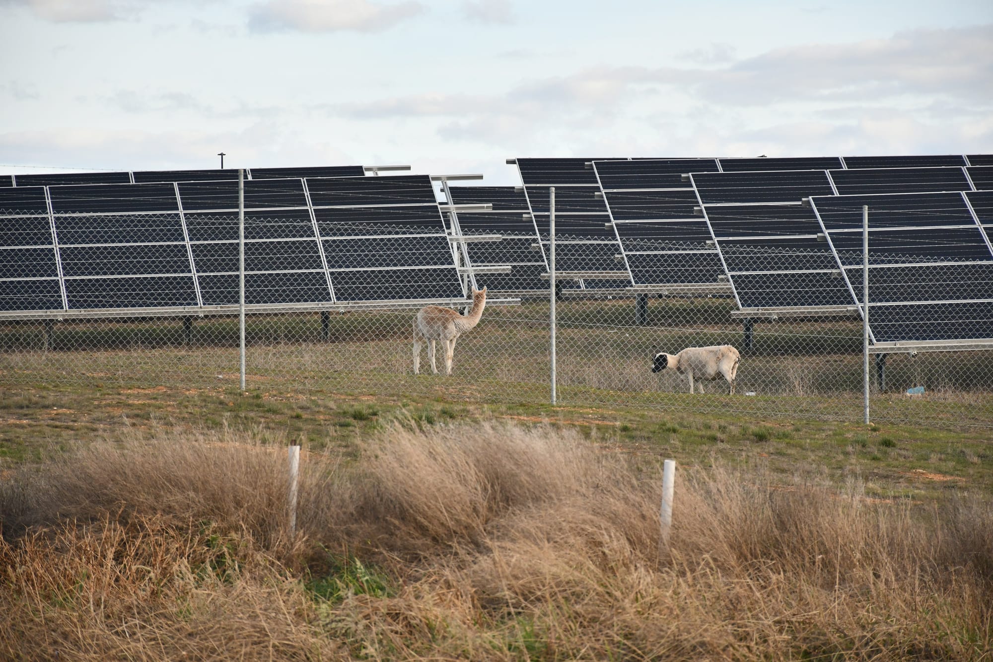 Mushroom grower hopes sun shines on energy project