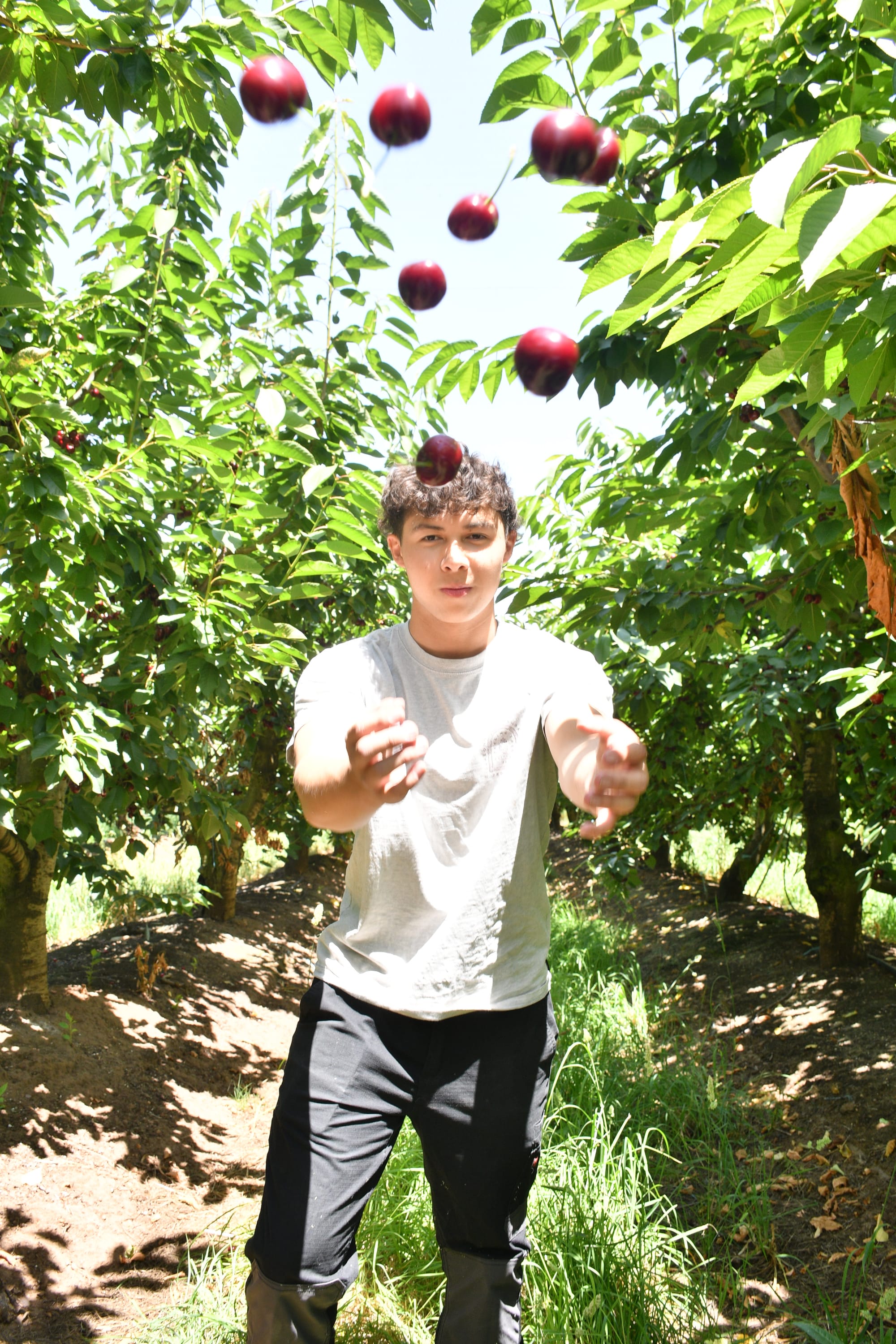 SA cherry growers avoid rain pain as wet weather impacts interstate crops