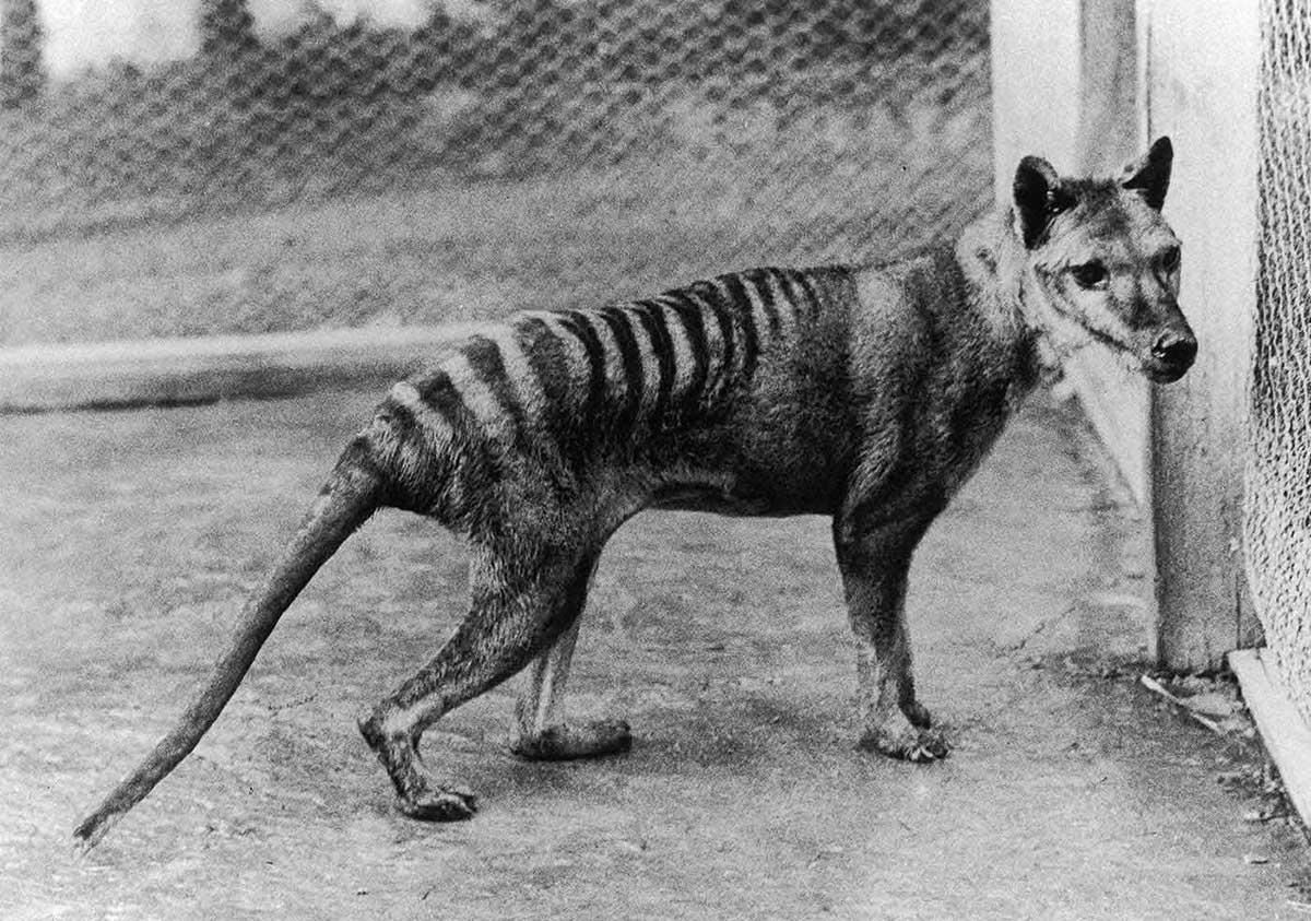 Tiger country? Hills man believes he came face to face with Tassie tiger