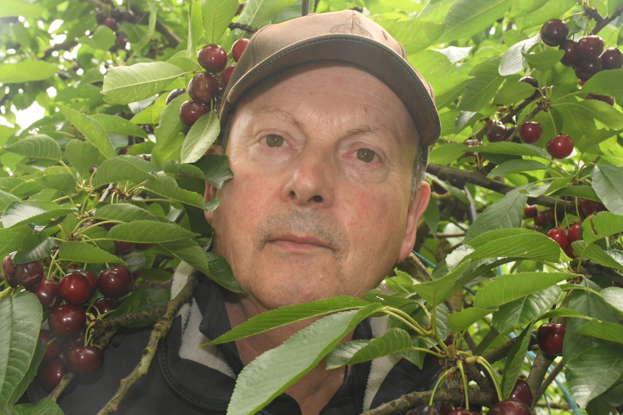 Rain brings more pain for cherry growers