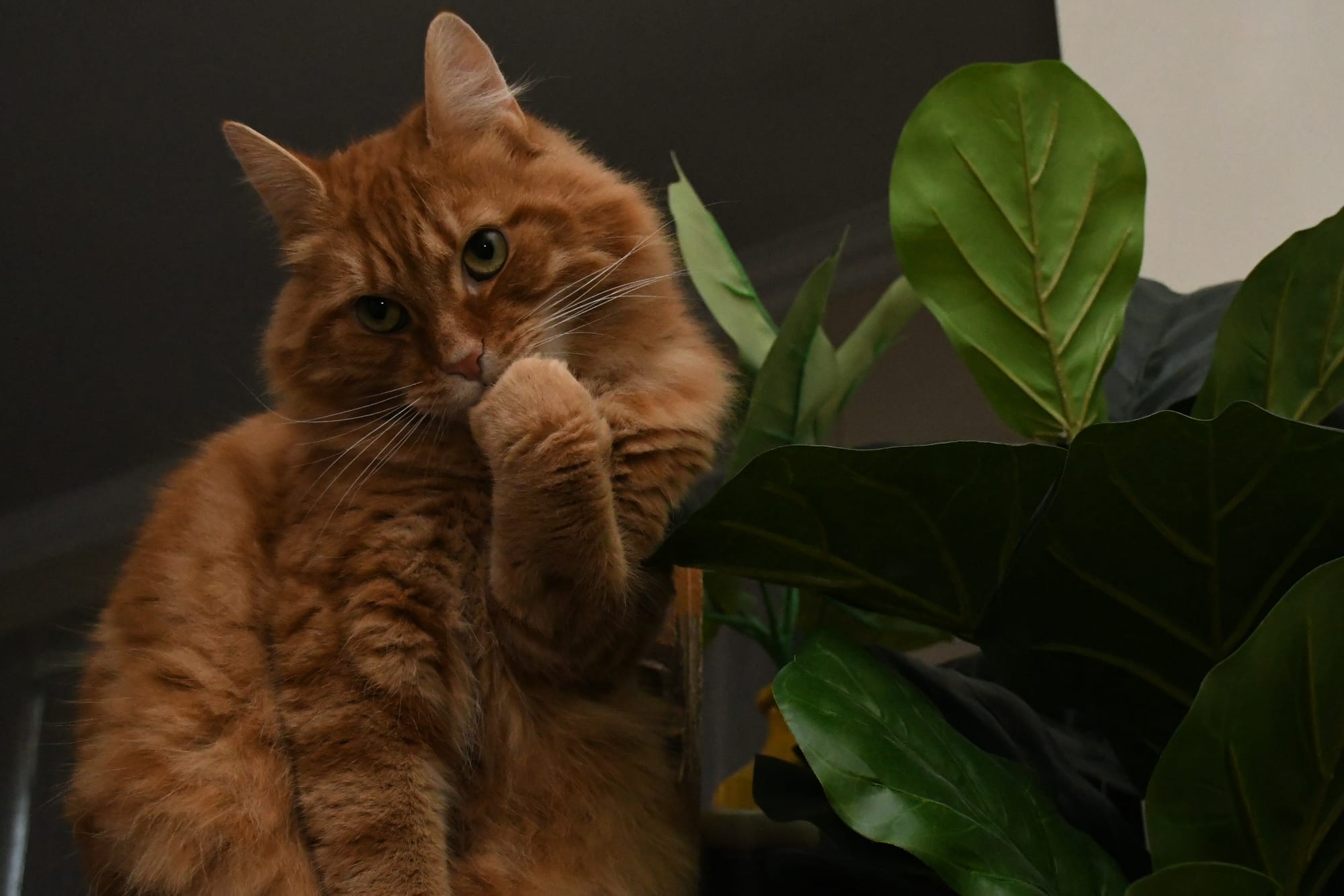 Some cats to be excluded from Alexandrina cat confinement rule