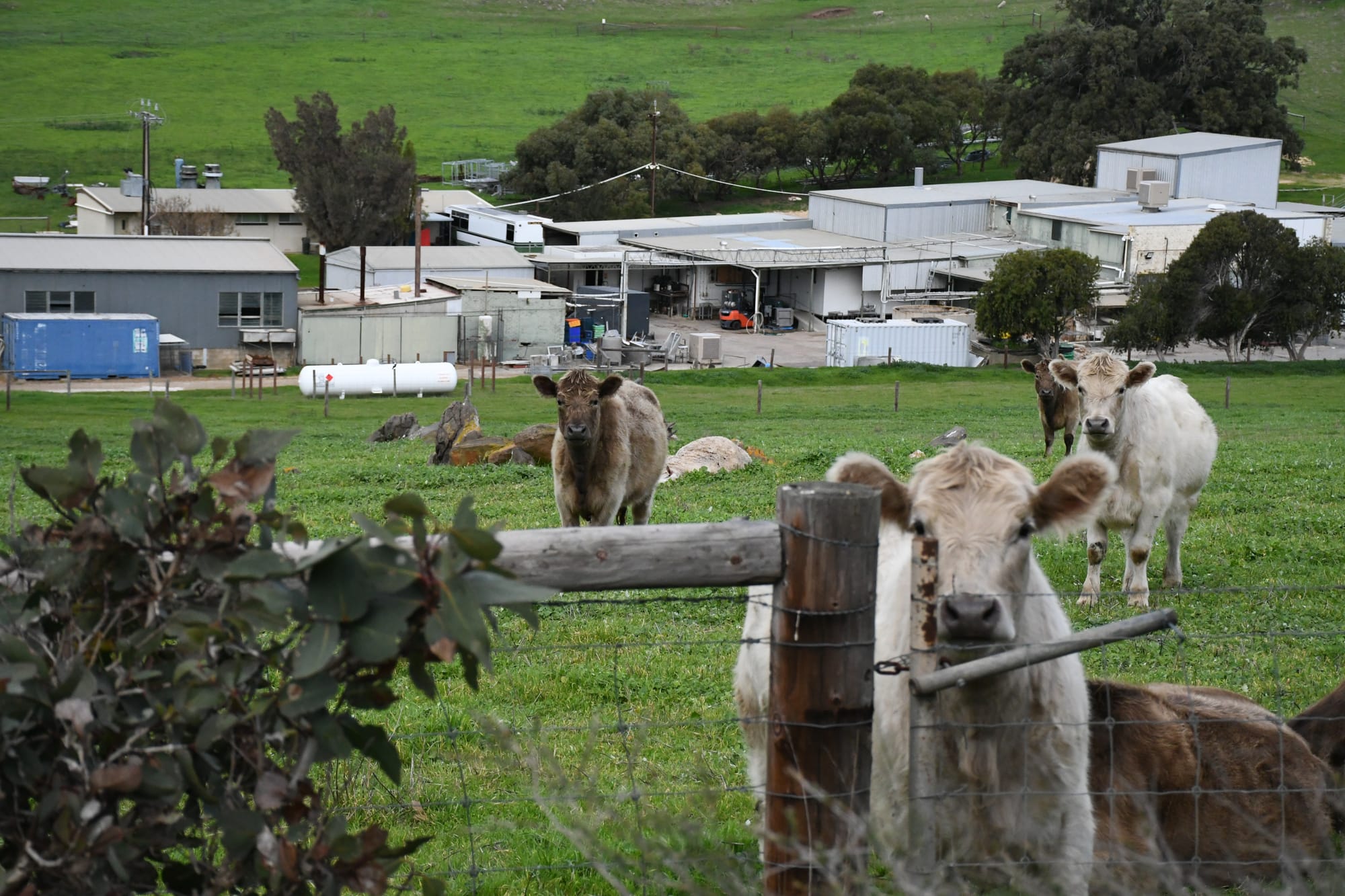 Strathalbyn Abattoir on track to re-open in September