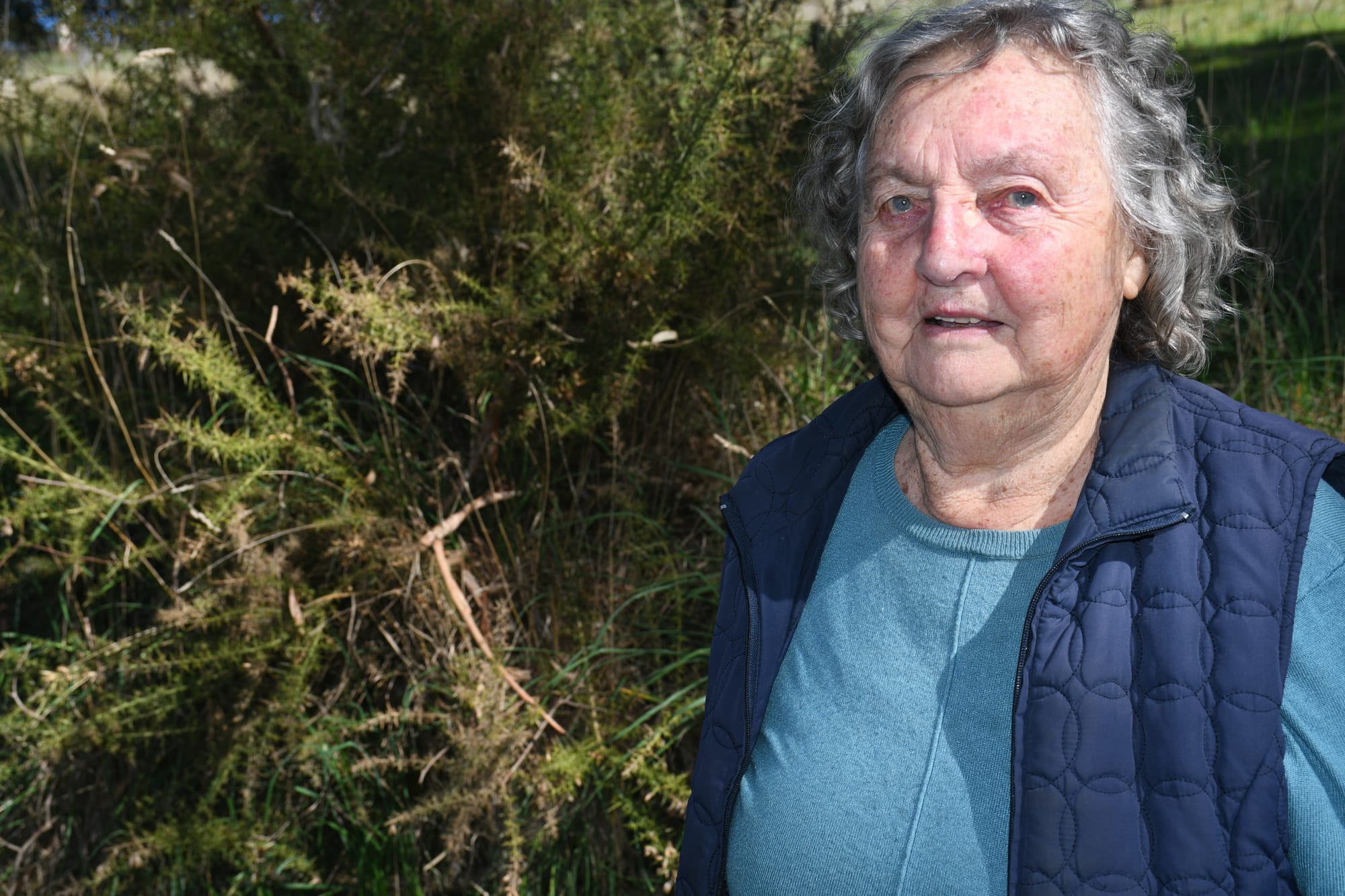 Woody weed warning ahead of fire danger season