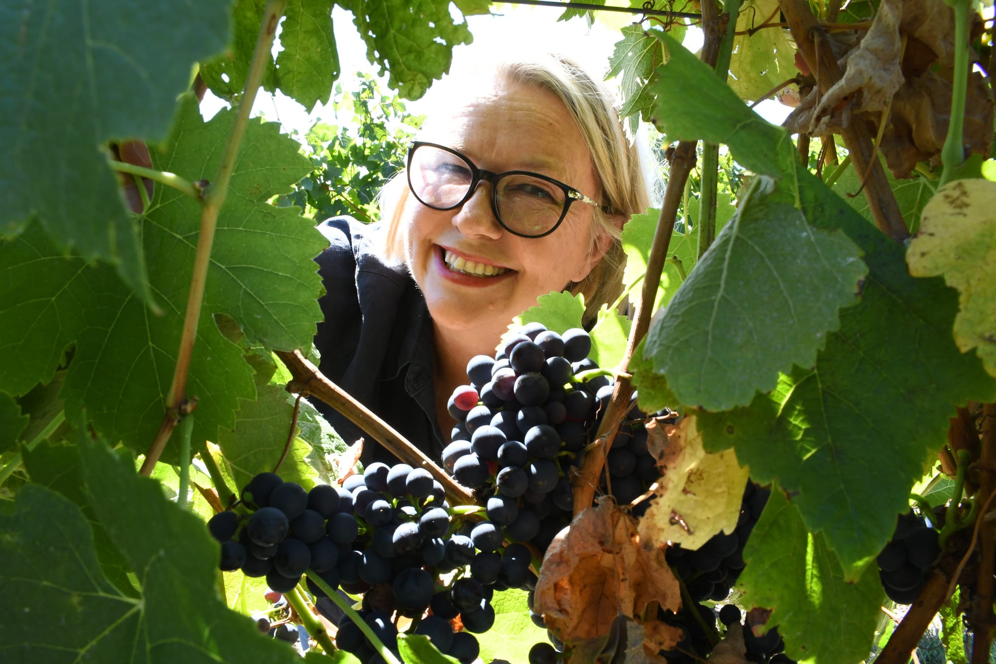 Growers optimistic about vintage