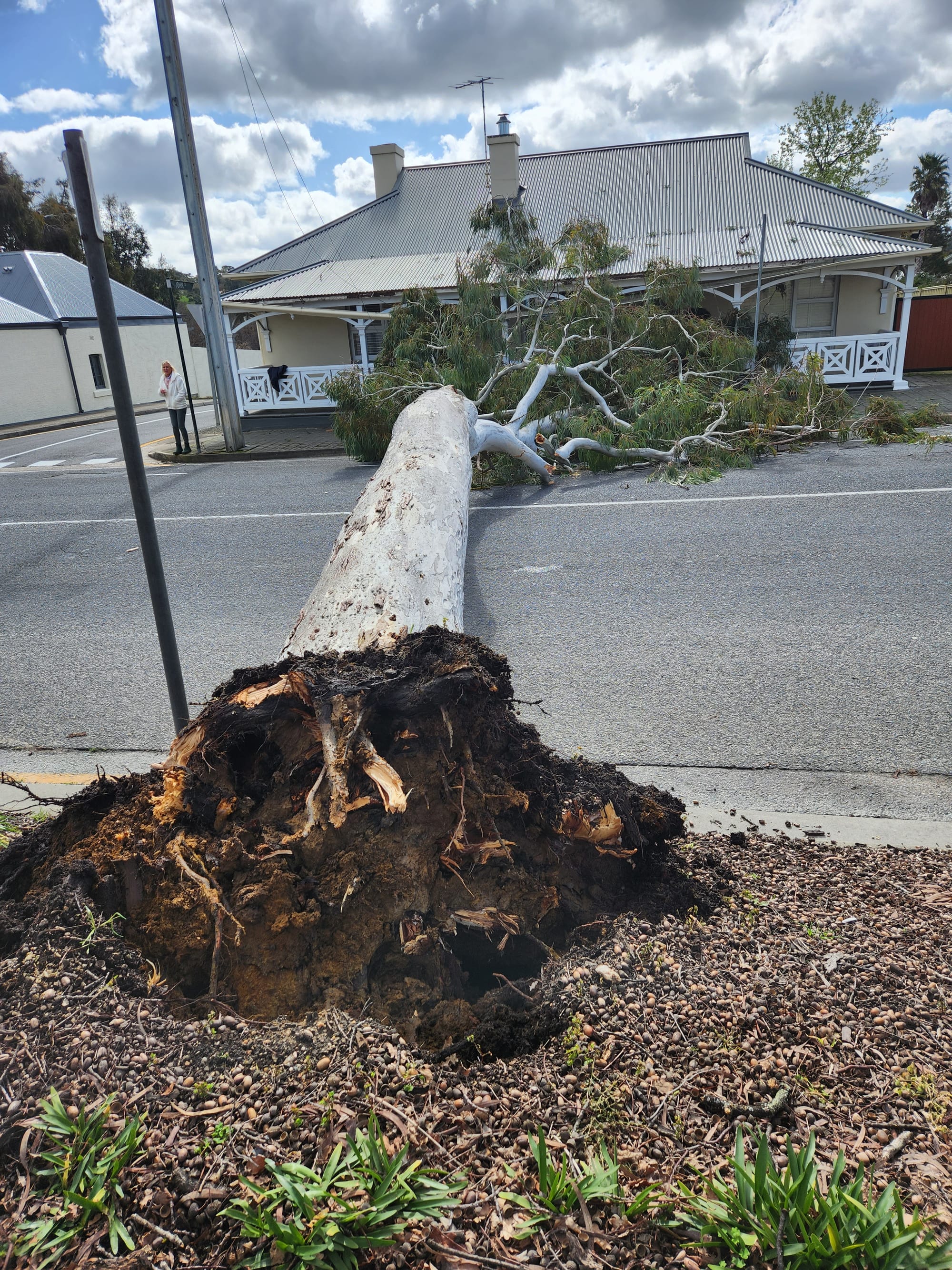 Tree falls after council warning