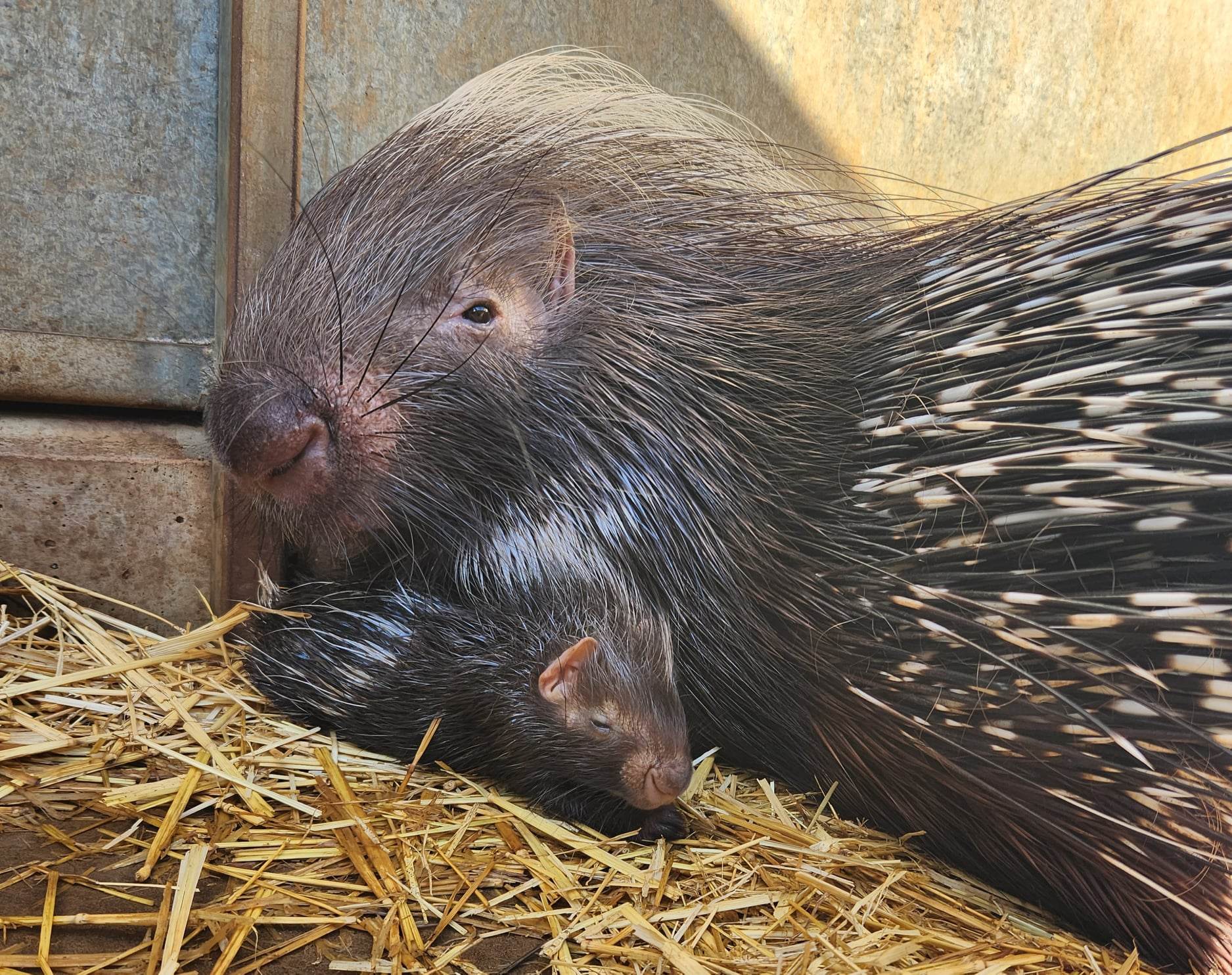 Monarto Safari Park welcomes new member