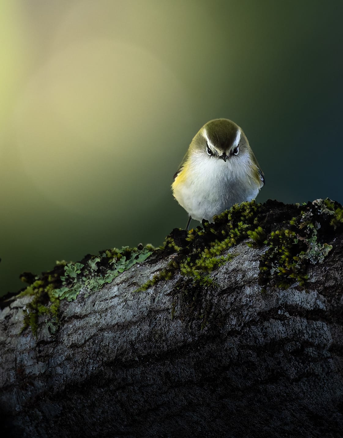 Rifleman shot an award contender