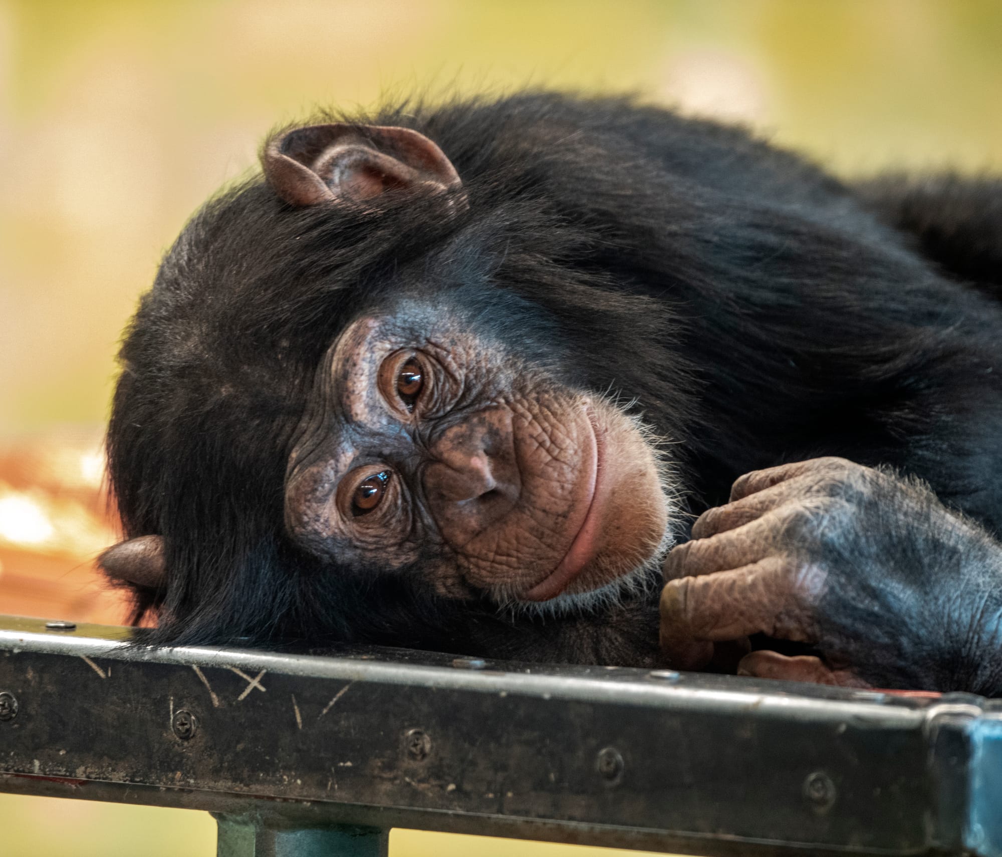 Virus hits Monarto chimps