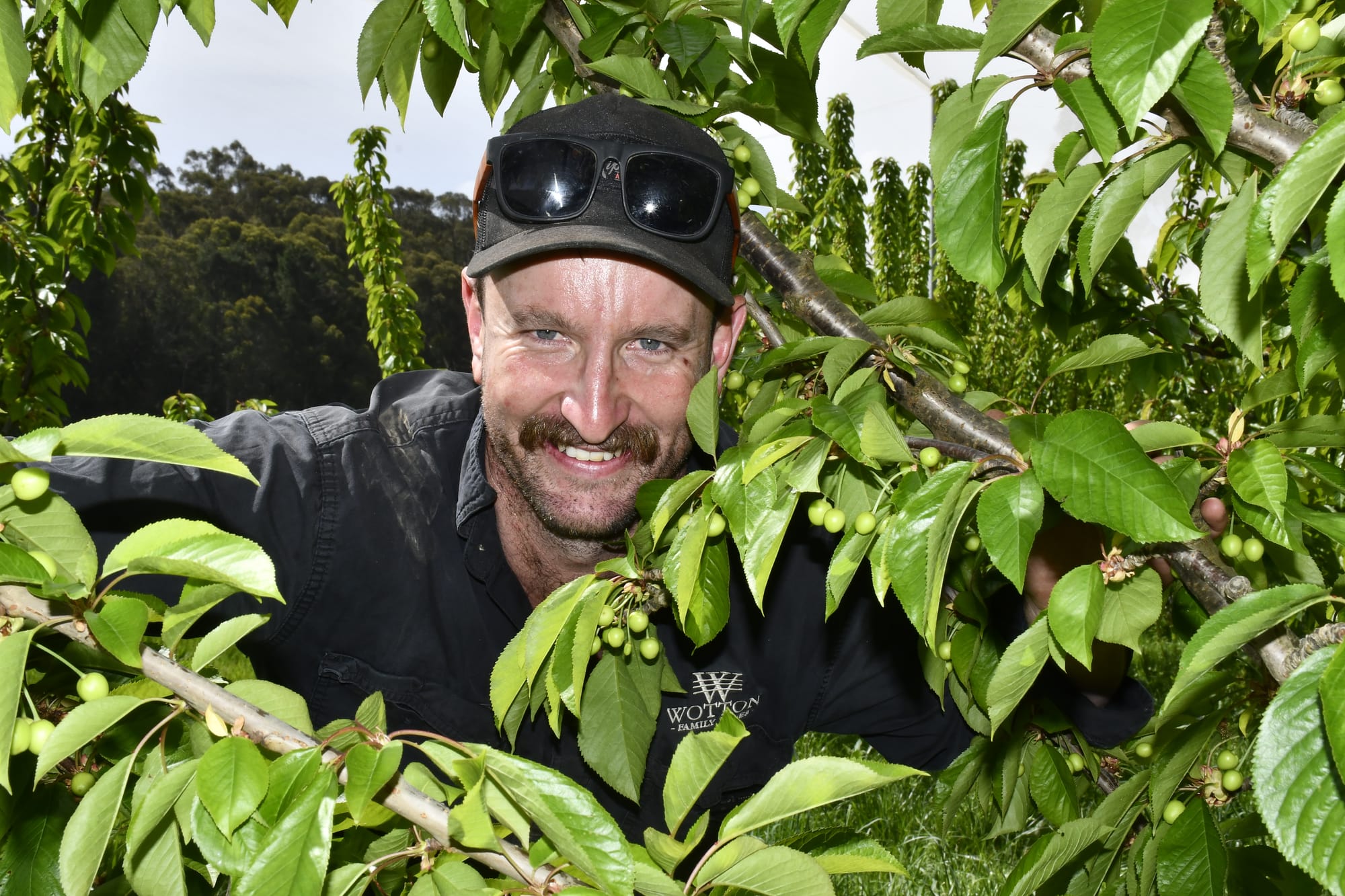 Cooler weather delays cherry season