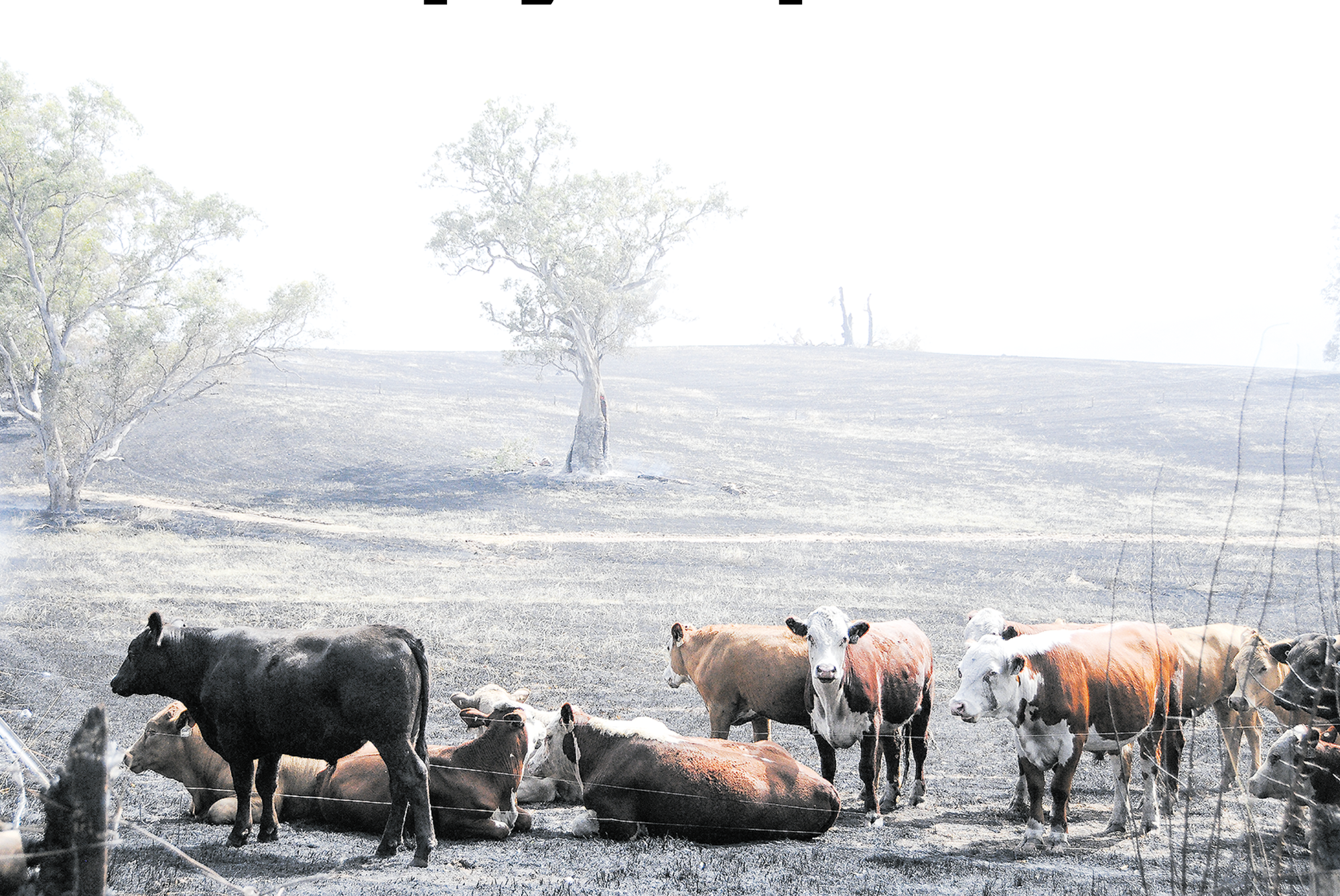 Plan to keep your pets safe during a fire