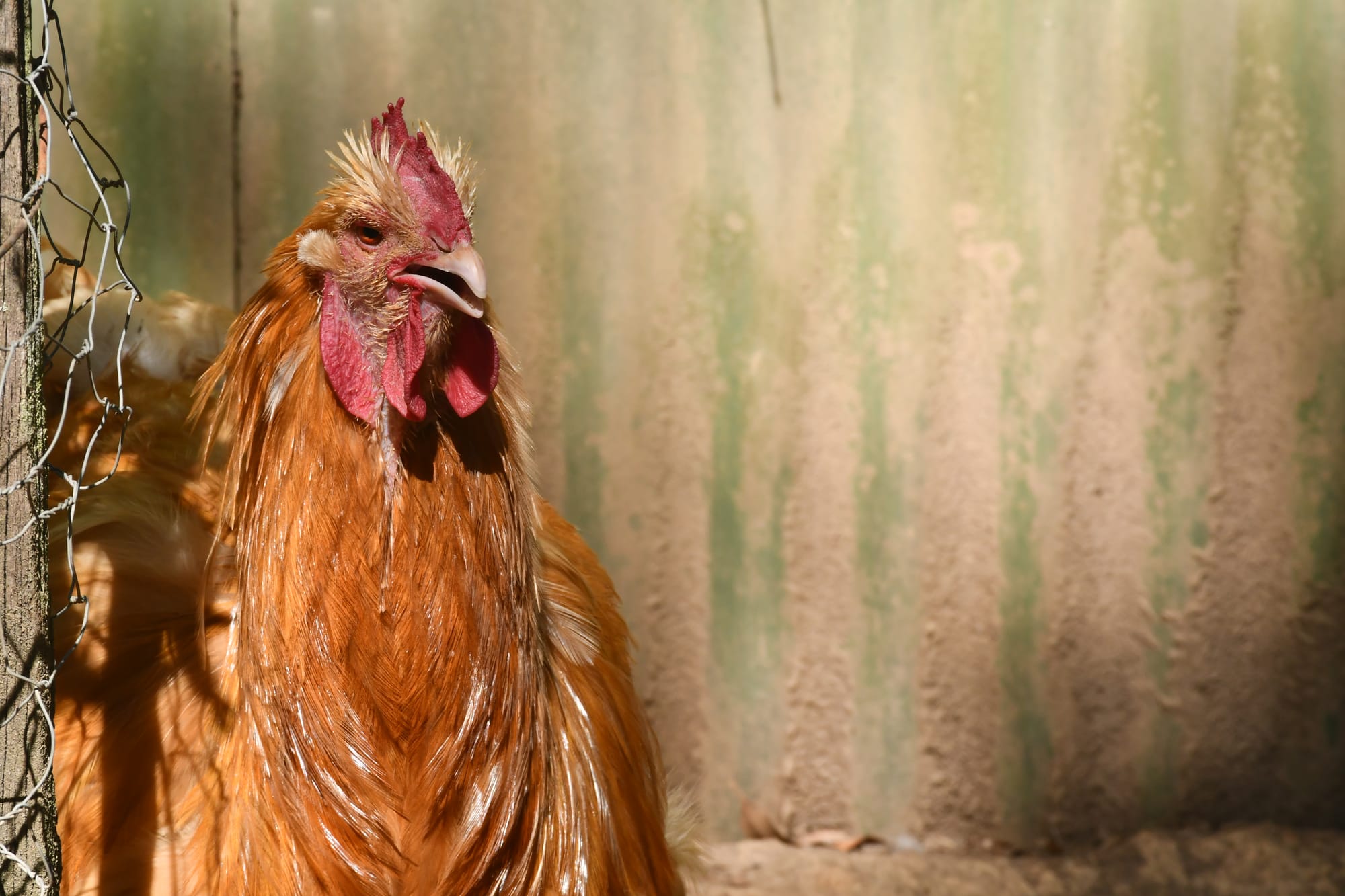 Cock-a-doodle do or cock-a-doodle don't?