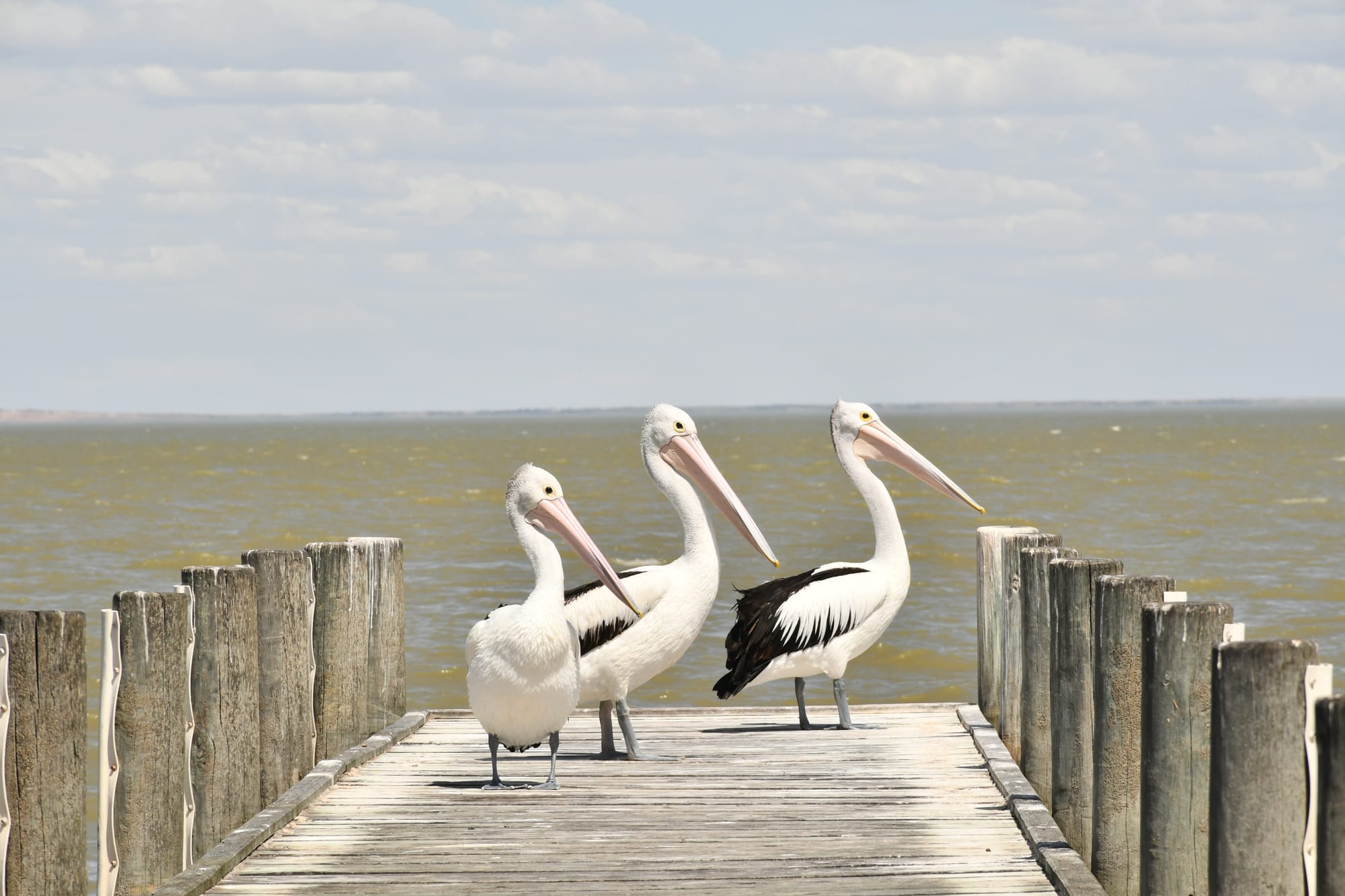 Lower Lakes 'critically endangered'