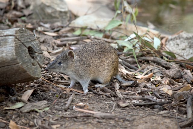 Public urged to report bandicoot sightings post image