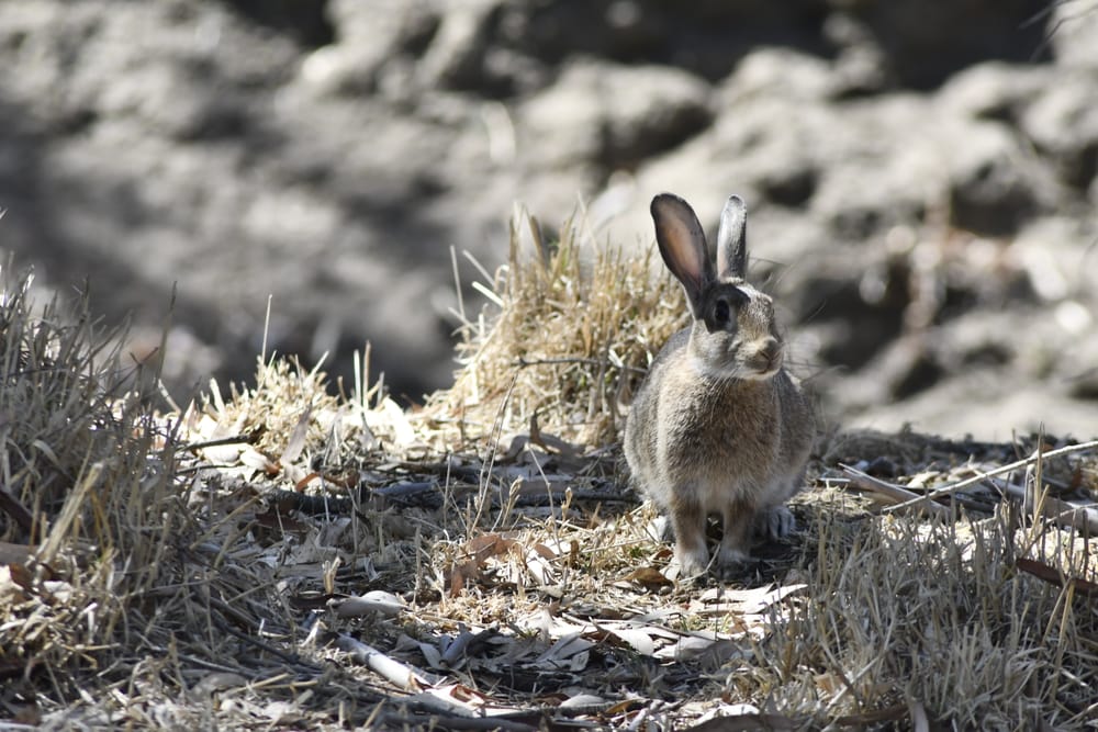 Rabbits driven into towns post image