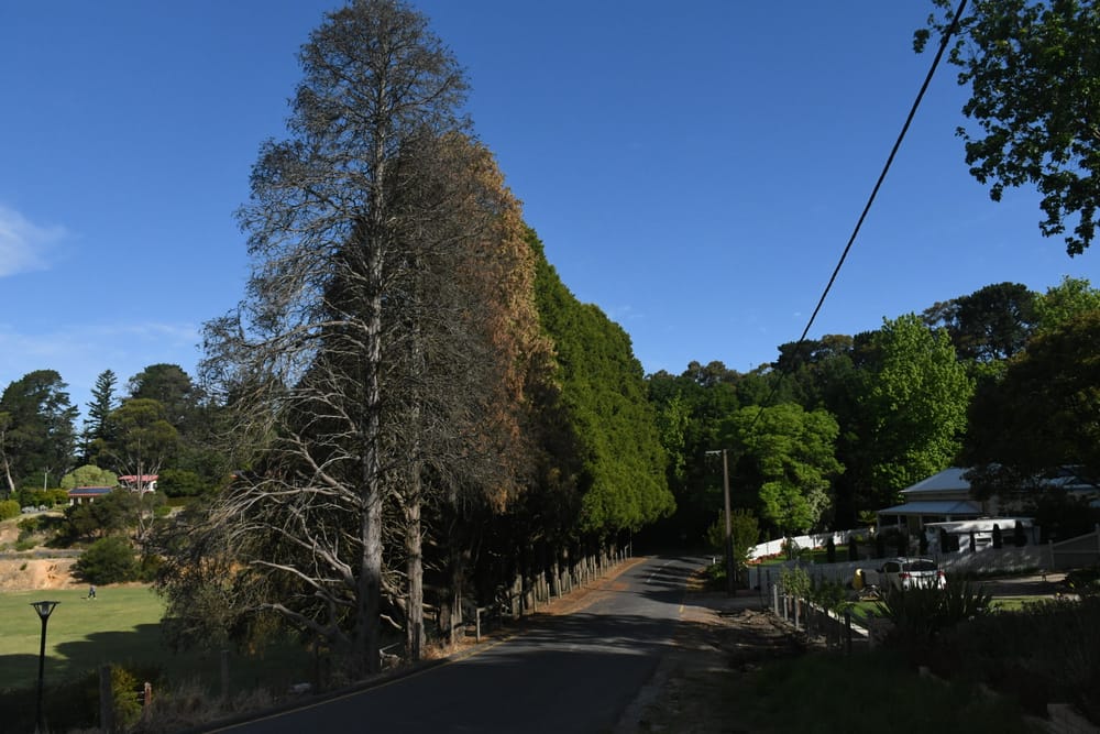 Council to try to save remaining trees at Stirling post image