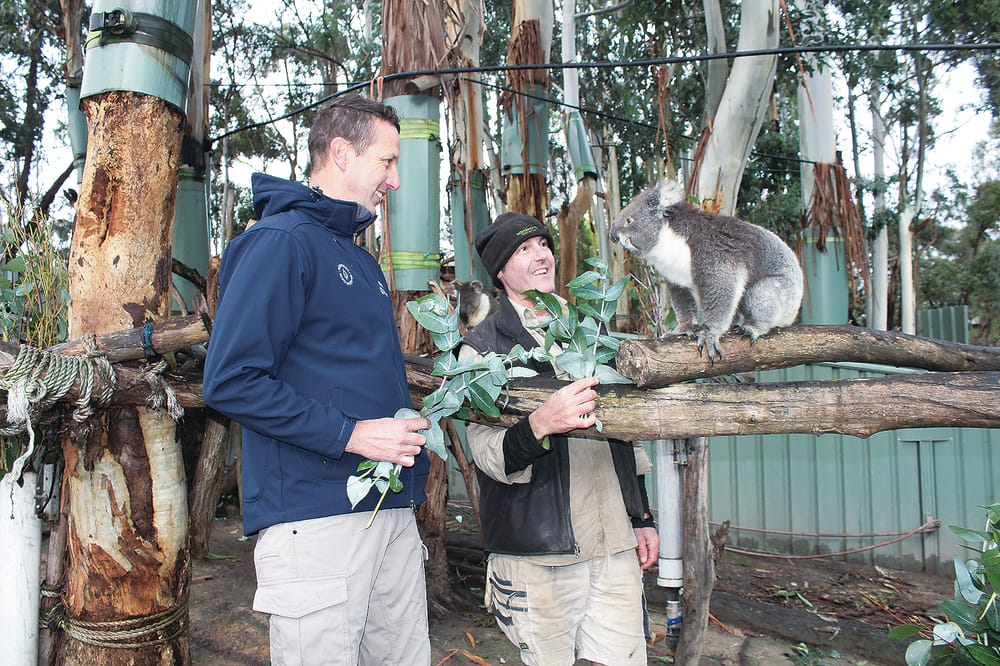 Wild saplings provide food for koalas post image