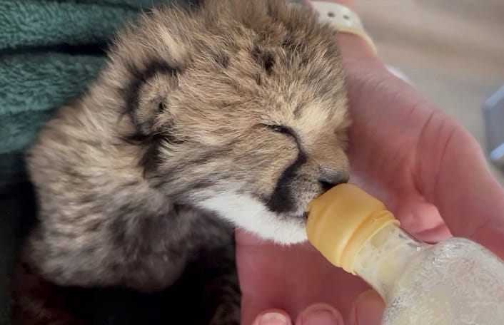 Cub kept alive using Australian-first techniques post image