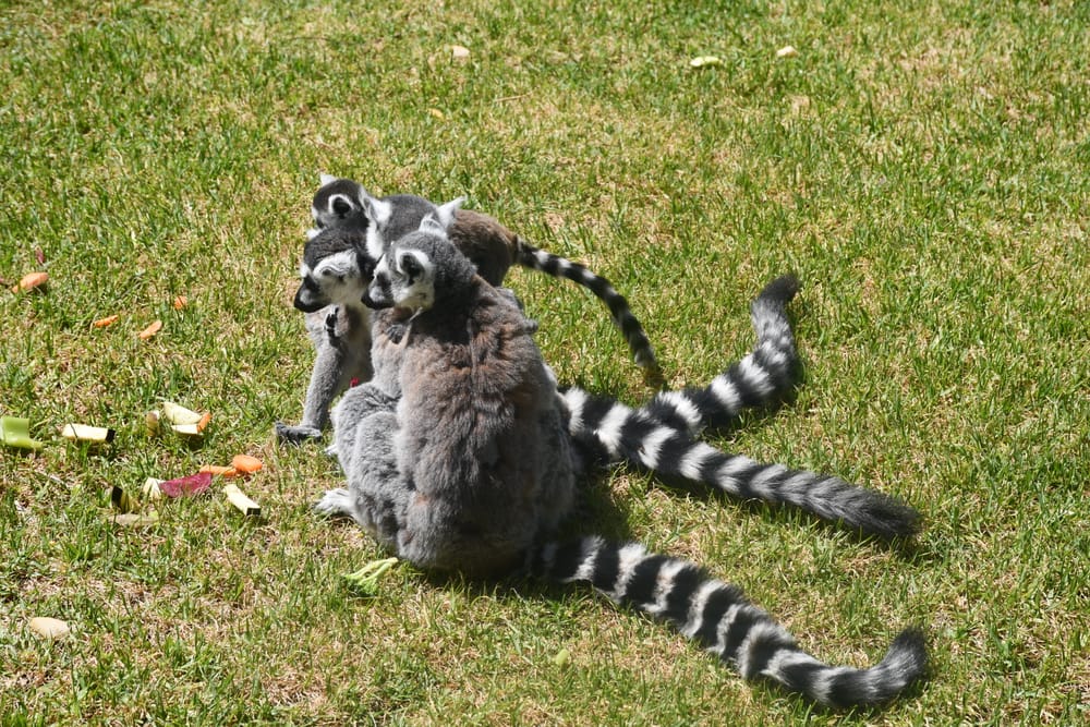 Sneak peek into the Land of the Lemurs post image