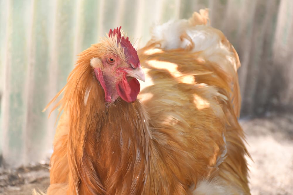 Council to rethink rooster ban post image
