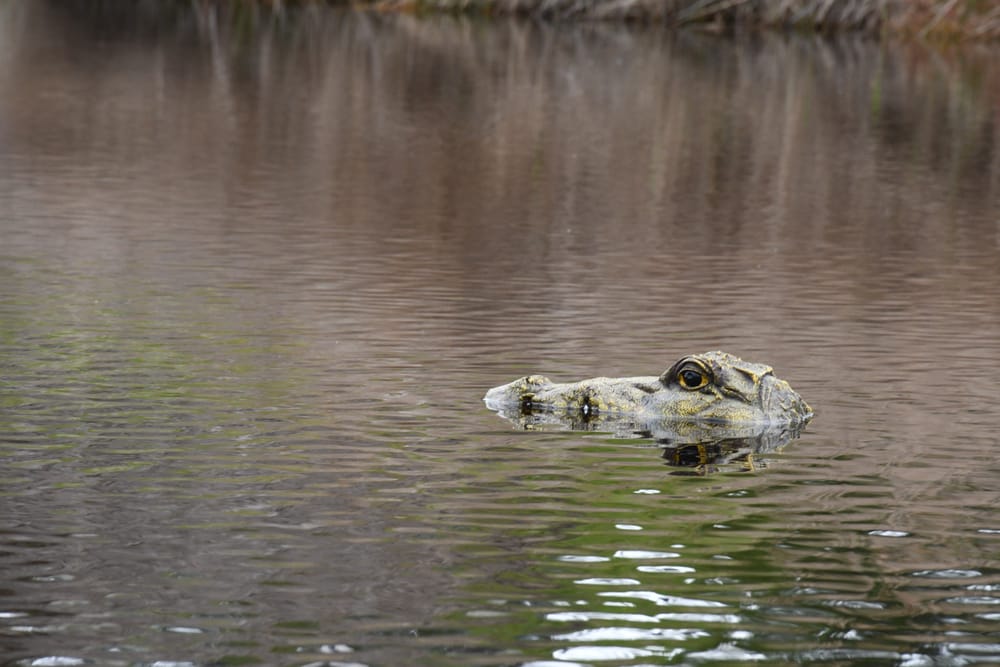 River warning sign just a crock post image