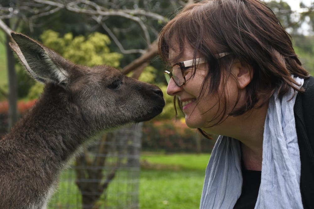 Motorists warned about rising roo numbers post image