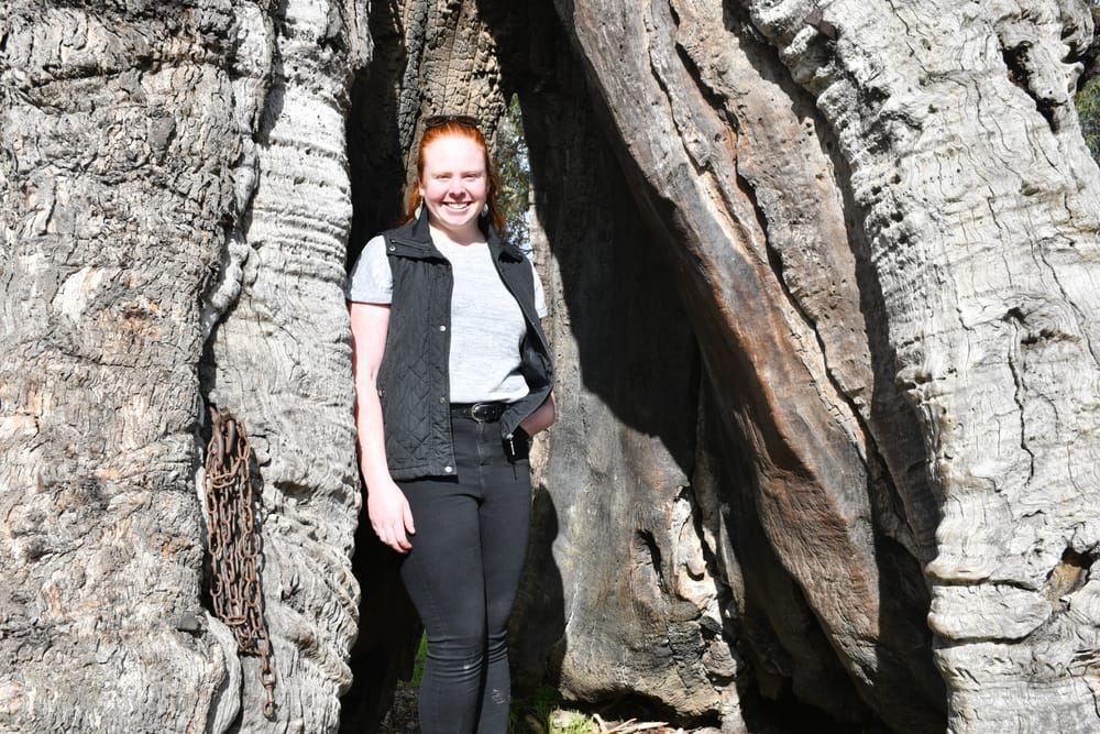 Smokehouse tree an award finalist post image