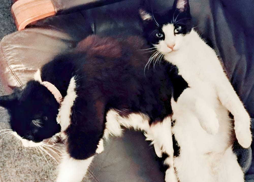 Council clarifies re-homing position after social media backlash post image