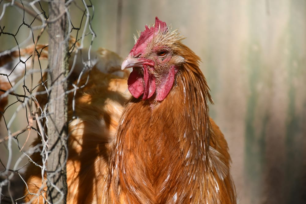 Rooster ban ruffles feathers post image