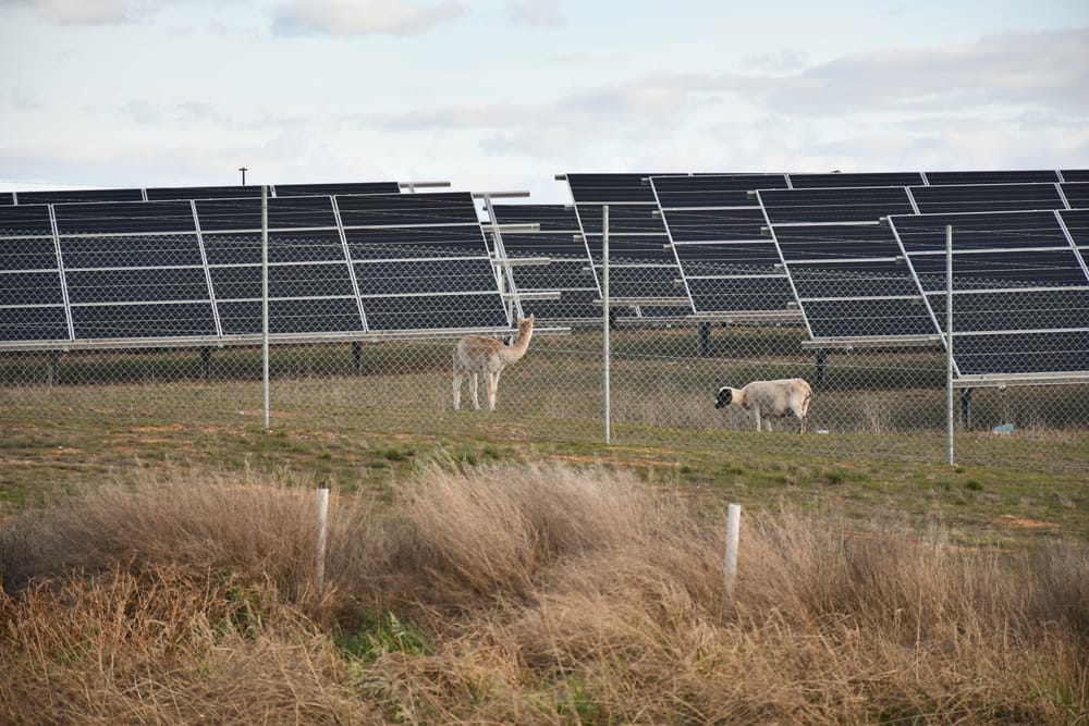 Mushroom grower hopes sun shines on energy project post image
