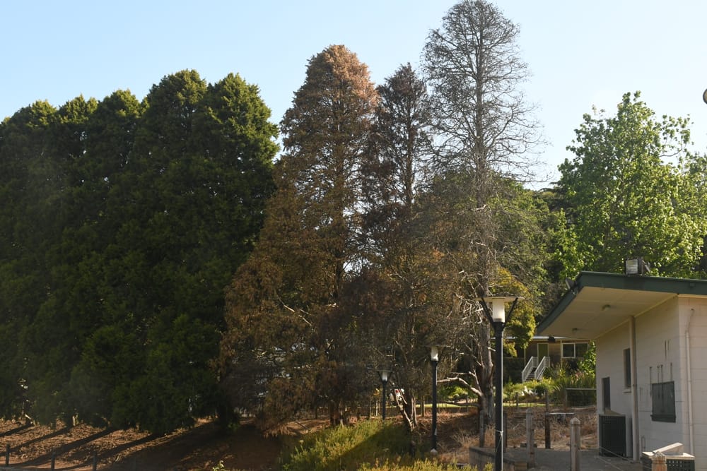 Trees to be removed amid fungus concerns post image