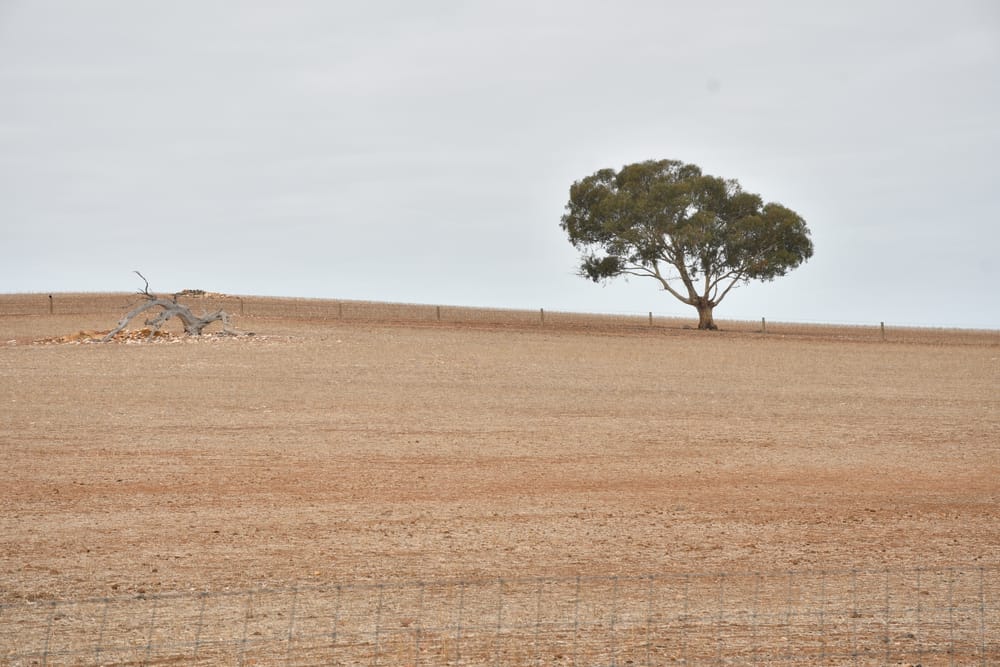 More drought funding released post image