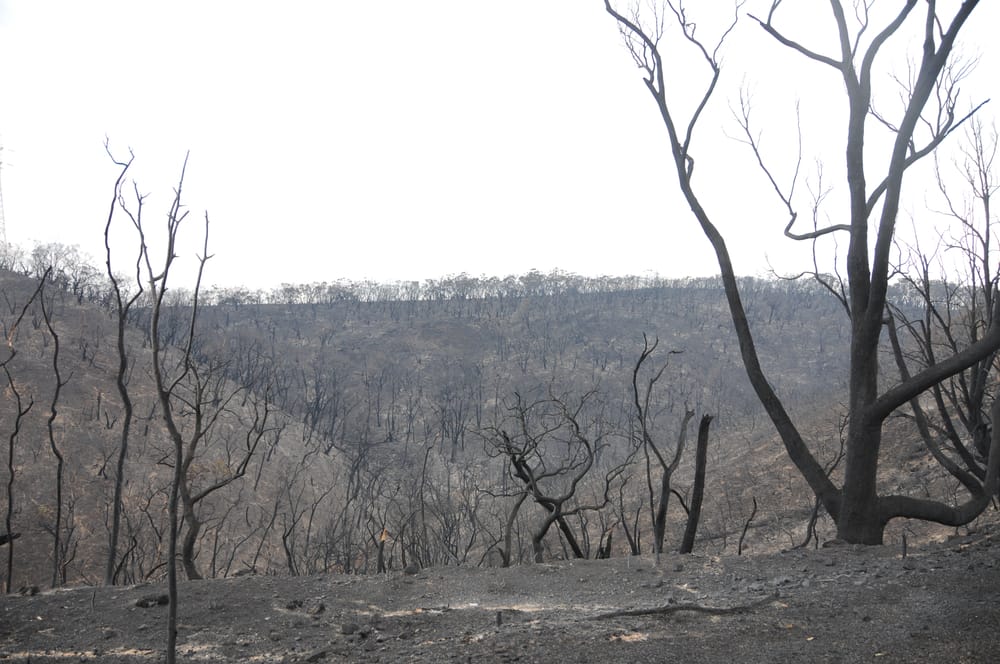 Accused Cherry Gardens arsonist pleads not guilty post image