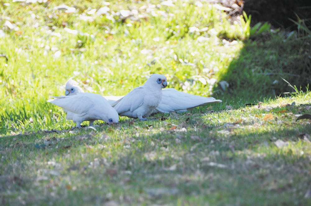 Council says no ‘silver bullet’ to fix corella solution post image