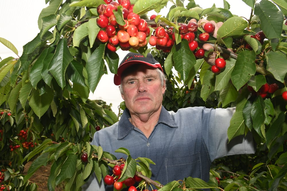 Rain causes cherry pain post image