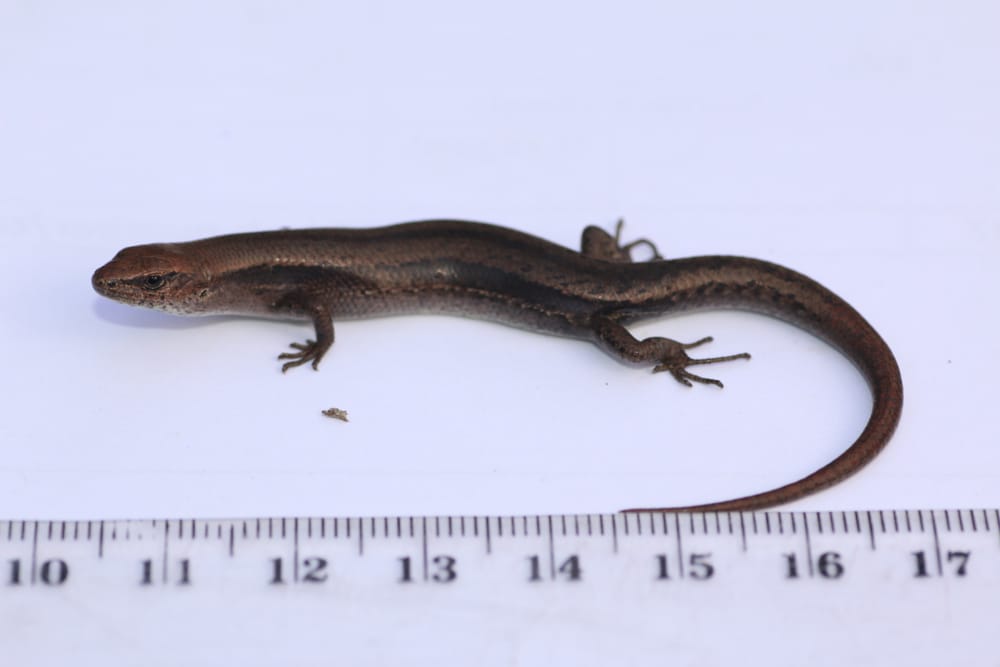 Concerns over impact of controlled burns post image