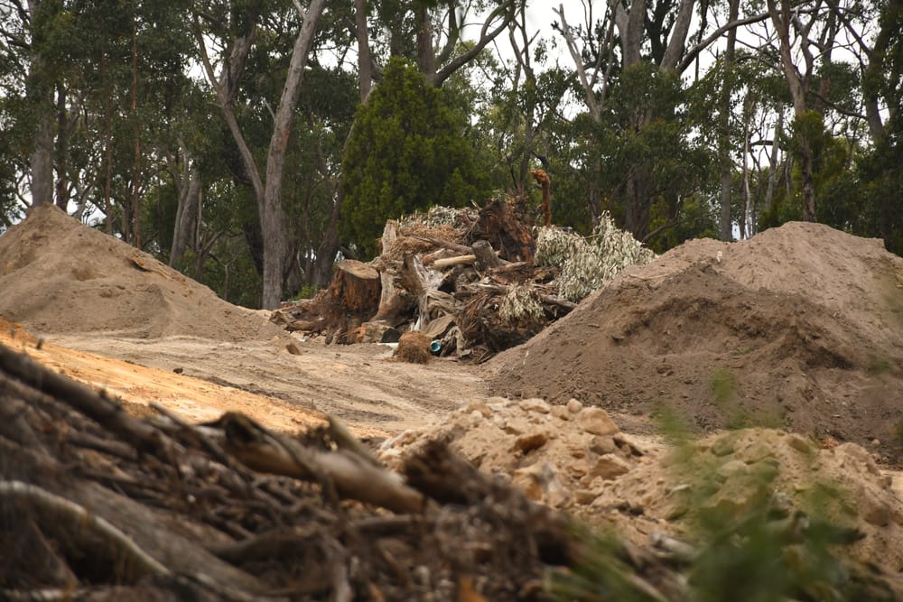 Liberals call for tree inquiry post image