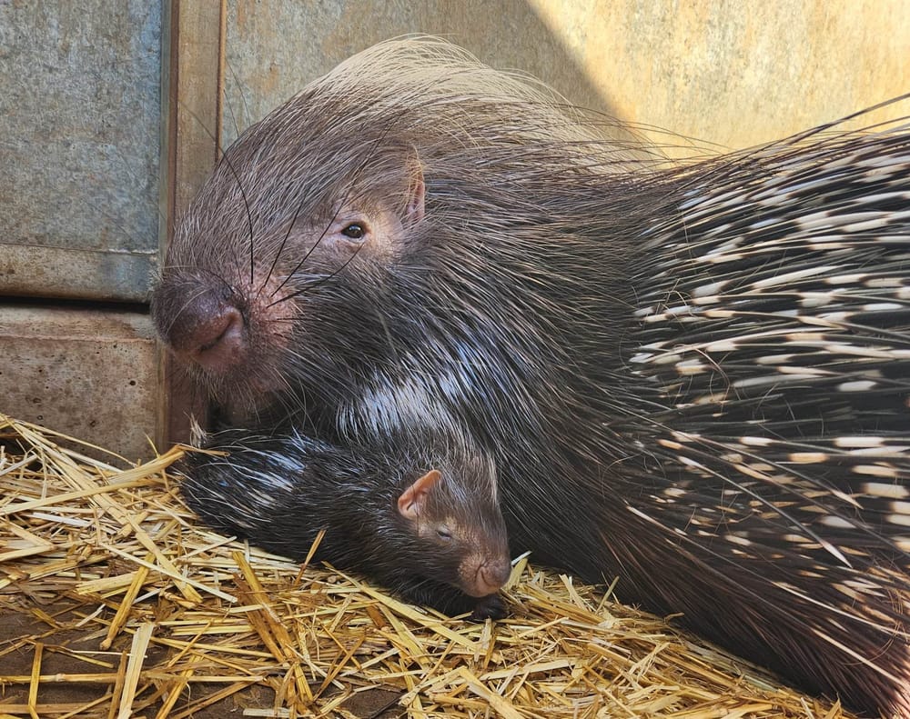 Monarto Safari Park welcomes new member post image