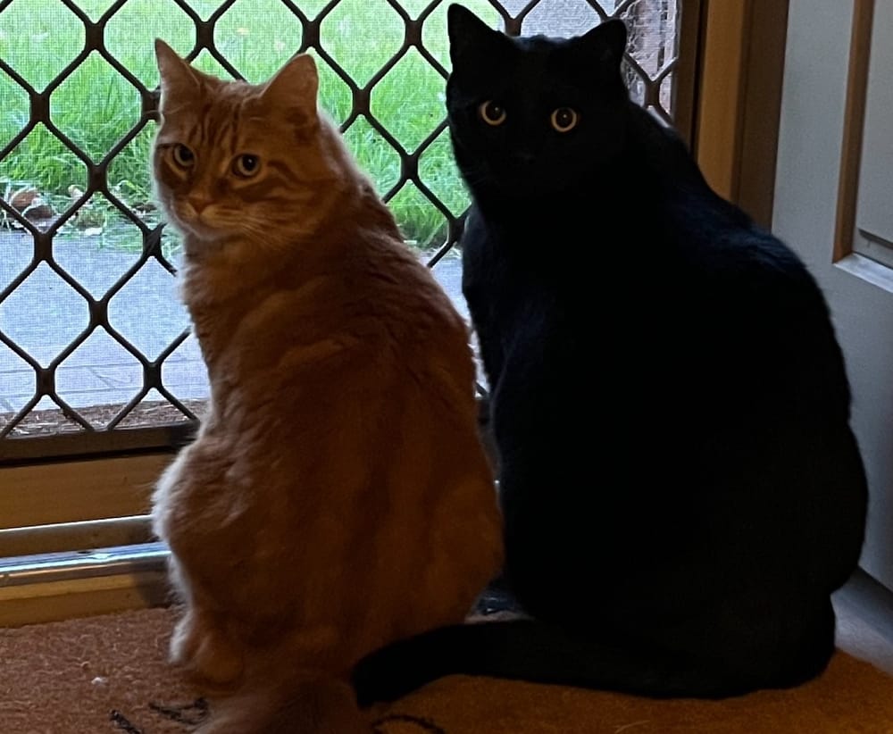 Cat call: New cat rules on the cards for Mt Barker post image