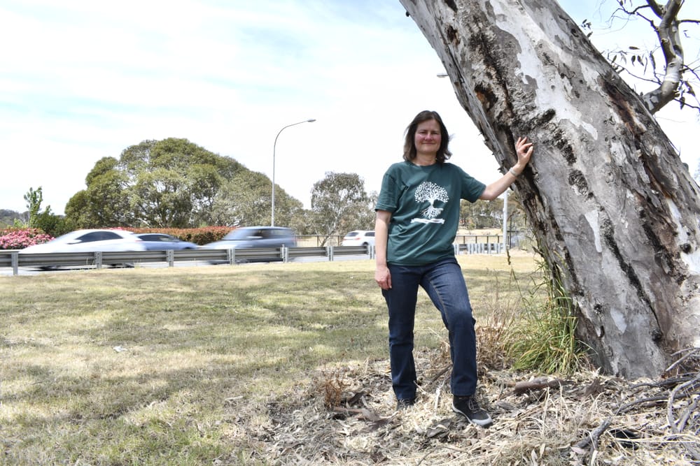 Popular tree avoid the axe amid major roadworks post image