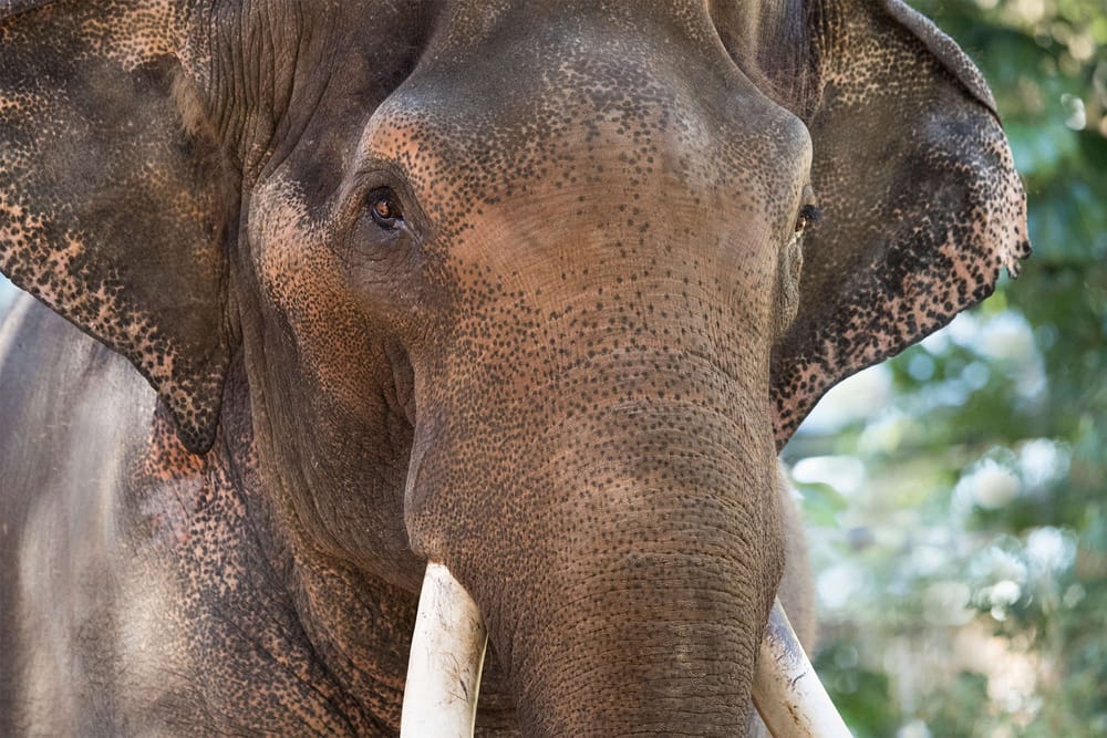 Elephantine journey post image