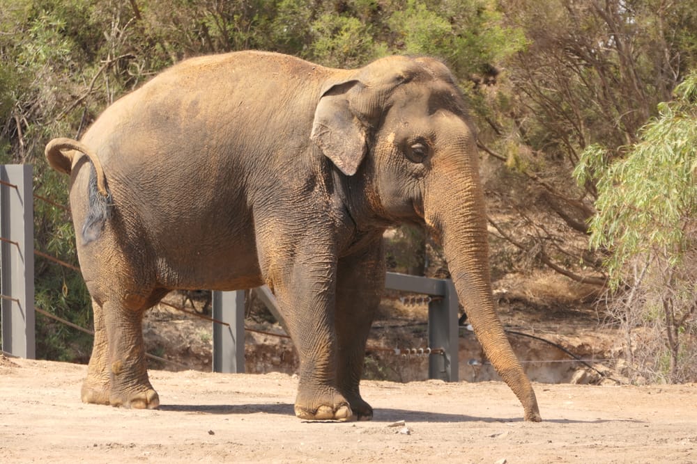 Second elephant set to arrive at Monarto post image