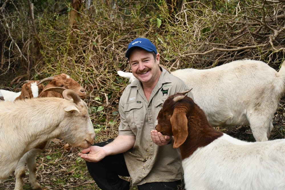 Hills' goat talent post image