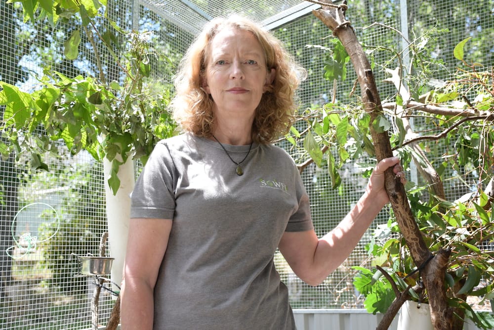 Plea for trap safety after koala killed post image