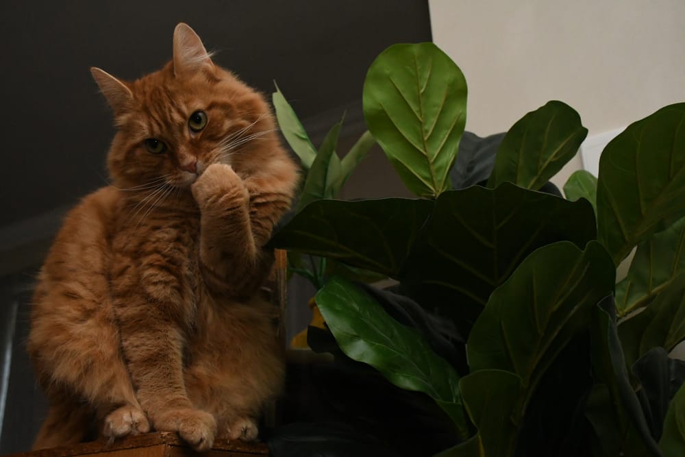 Hills council rules out cat desexing scheme as two say they'll consider it post image